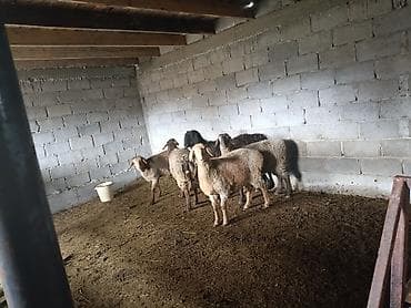 Уйлар, букалар: Сатам | Бука (эркек) | Бордоп семиртүү үчүн | Байланган — 5