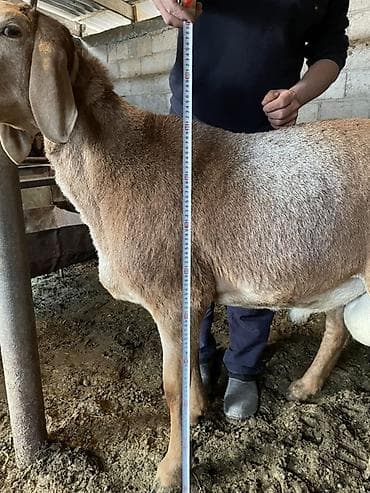 бараны рамановские: Продаю | Баран (самец) | Для разведения | Племенные — 4