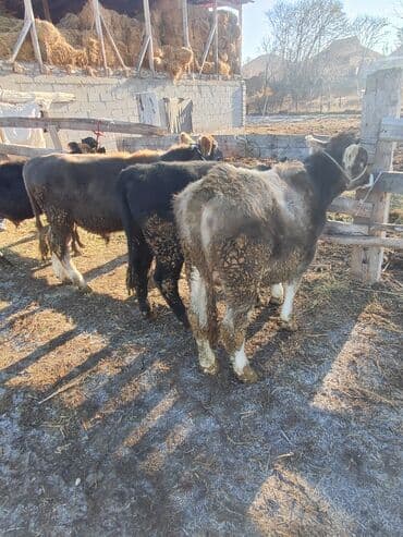 пшеница на корм: Продаю | Бык (самец) | Алатауская, Швицкая, Абердин-ангус | Для разведения — 9