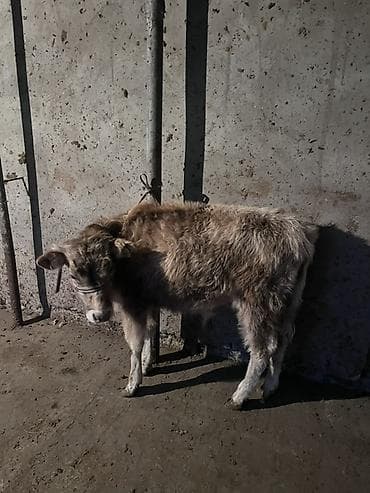 сары булун: Сатам | Бука (эркек) | Бордоп семиртүү үчүн | Байланган — 2