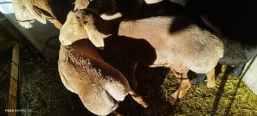 купить собаку для охоты: Продаю | Баран (самец) | На забой | Осеменитель — 4