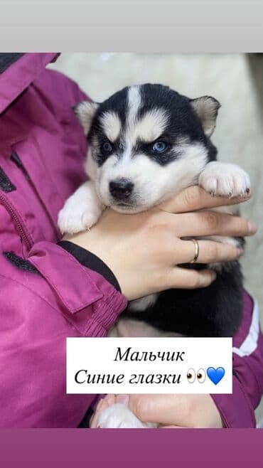 фонд помощи животным: Бронь на щенят Сибирской Хаски Родились 13.11.25 Проглистованы — 5