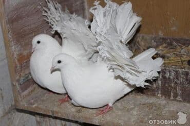 где можно купить яйца инкубационные: Белые выставочные голуби-павлины - Порода: декоративные — 1