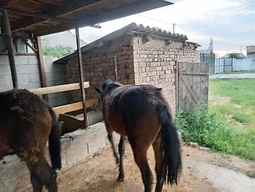 Животные: Байлаган тайлар сатылат. 3 ай болду. Чон тайлар. Адрес беловодскийде — 6