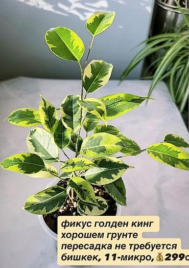 крассула: В продаже комнатные цветы разные см фотки фикусы и тд НАПИШИТЕ — 3