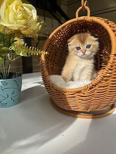 кошка шотланка: Скотиш Страйт (Шотландская прямоухая), 1 месяц, Мальчик, Золотая шиншилла, Приучена к лотку, Проглистована, С документами — 5