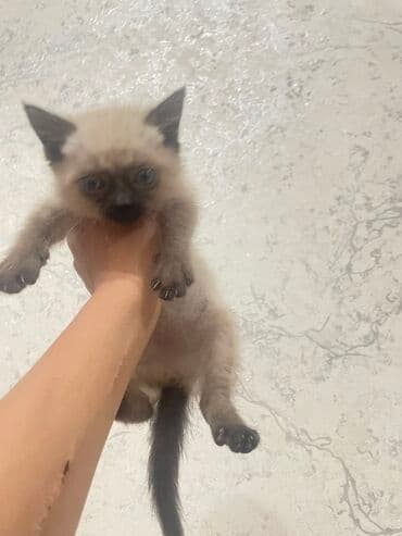 Котёнок с окраском поинт (вероятно сиамского/тайского типа)