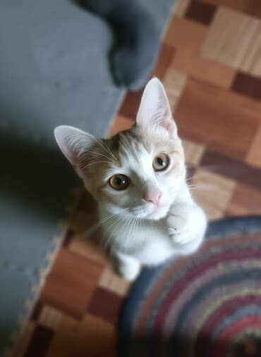 купить немецкую овчарку щенка: Кошка даром: Беспородная, 3 месяца, Девочка, Приучена к лотку, Проглистована — 1