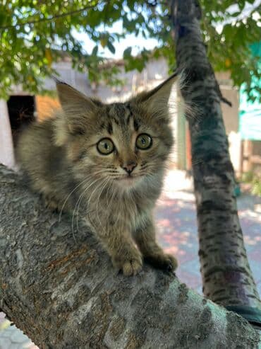 carters для мальчика: Беспородная, 2 месяца, Мальчик, Биколор, Приучена к лотку — 4