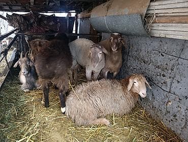 Продаю | Баран (самец) | Для разведения, На забой