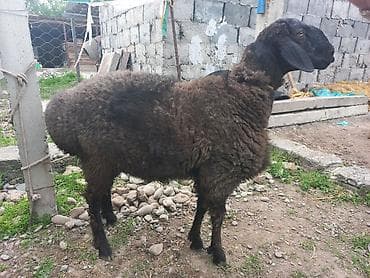 Продаю | Овца (самка) | Для разведения at lalafo.kg Продаю | Овца (самка) | Для разведения