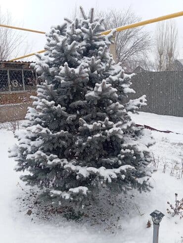 Ель голубая (Picea pungens, Blue Spruce) - Пышная, с правильной