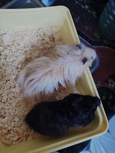 корм для хомяка: Домашние хомячки (2 шт.) Мальчик и девочка - Порода/тип: сирийские — 5