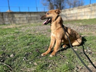 хаски продажа: Ищем дом молодому кобельку. Привит. Привезём сами — 5