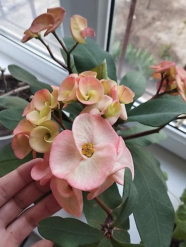 декабрист цветок: Молочай Миля (Euphorbia milii) в горшке. Крупные цветы - Длительное — 1