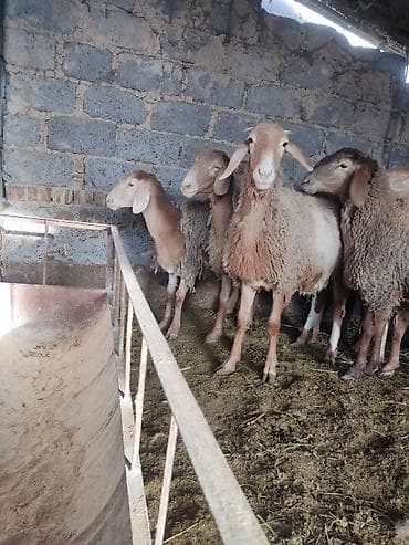 дакан цыпленок: Продаю | Овца (самка) | Арашан | Для разведения | Матка, Ярка — 3