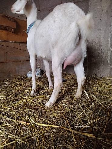 бишкектен уй сатылат: Сатам | Эчки (ургаачы) | Сүт алуу үчүн — 2