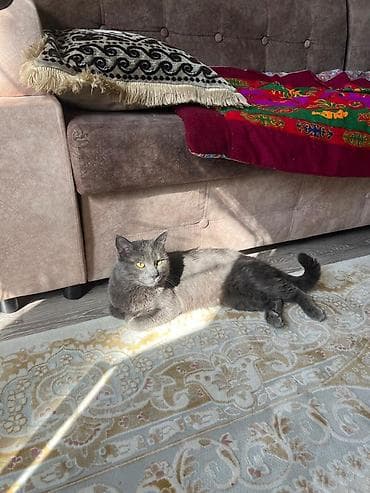 кошка рыжая: 1 год, Мальчик — 2