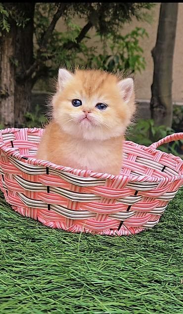 Шотландские котята от красивой пары. Scottish fold и straight