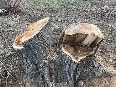Цена Договорная Ореховое Бревно/ствол спиленного дерева для распила