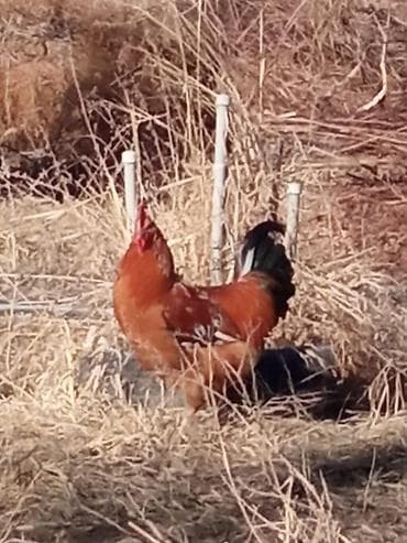 Продаю | Куры, Петух | Для разведения