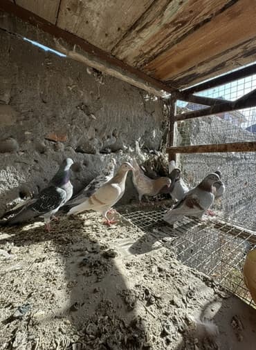 вольеры для собак бу: Продаю голубей!!!! На фото представлены голуби разных пород. Цены на — 1