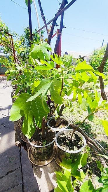 арбуз оптом цена: ✅🌱 В весенний период!!!🌱 Откроем сезон продаж саженцев инжира — пора — 10