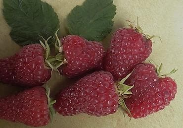 Сладкая красивая форма сочная гарантия 100% саженцы малины мапема