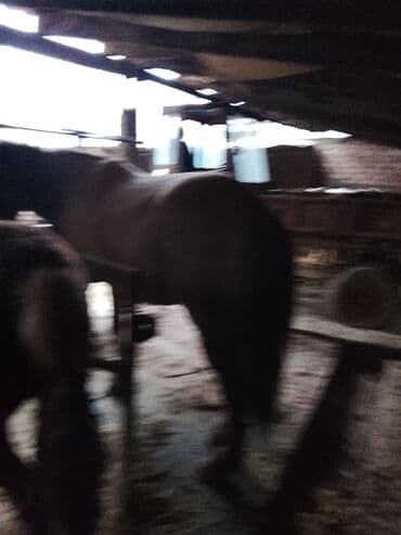 конь на забой: Продаю | Конь (самец) | Рабочий — 3