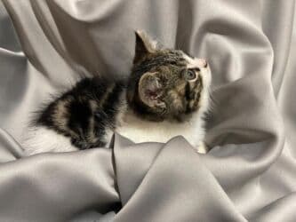 домик для котов: Скотиш Страйт (Шотландская прямоухая), 2 месяца, Мальчик, Приучена к лотку, Проглистована, С документами — 5