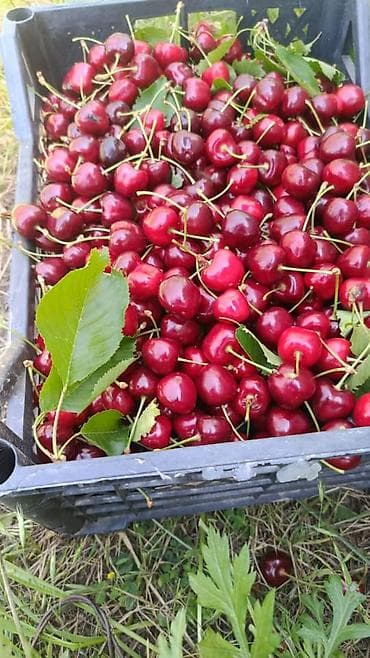 🍒 Свежая черешня в продаже! ✅ Сладкая, сочная и вкусная ✅ Отличное