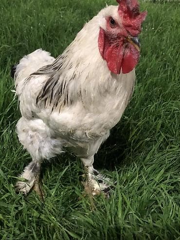 тай бука: Продаю | Петух | Брама | Для разведения — 5