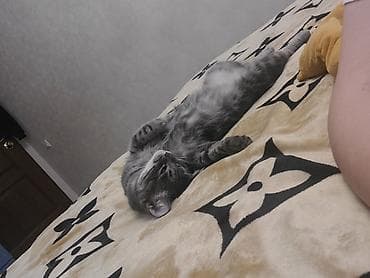 домашний животные: Кошка даром: Беспородная, 2 года, Девочка, Приучена к лотку — 6