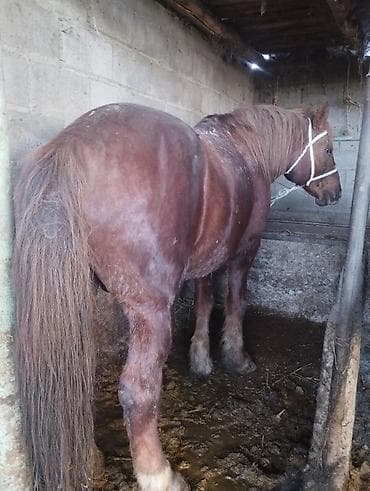 жылкынын эти сатылат: Сатам | Байтал | Союуга — 4