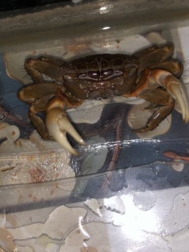 живые змеи: Полуводный краб сотилади красный вампир породаси Полухищник краб — 6