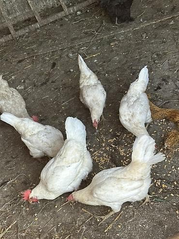 яйца куриные: Продаю | Куры | Домашняя | Для разведения, На забой, Несушки — 1