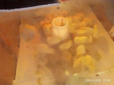 индоутята суточные цена: Продаю | Цыплята | Несушки — 4