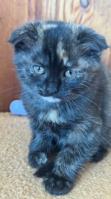 вислоухая кошка сколько стоит: Беспородная, 2 месяца, Девочка, Черепаховый, Приучена к лотку — 2