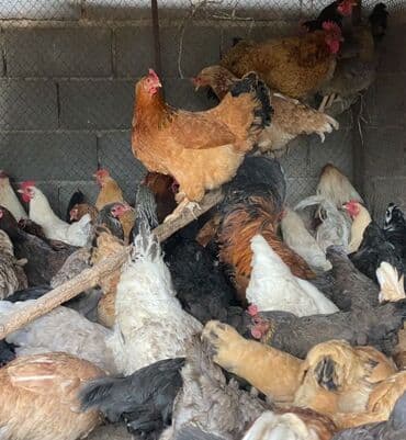 Грызуны: Продаю | Куры, Петух | Домашняя | На забой, Для разведения, Несушки — 8