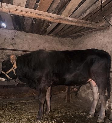 собака жалал абад: Сатам | Бука (эркек) | Байланган — 5