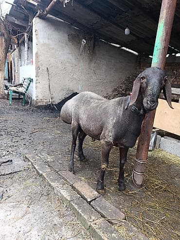 Айыл-чарба жаныбарлары: Сатам | Кочкор (эркек) | Эдильбай | Көбөйтүү үчүн | Асыл тукумдуу — 3