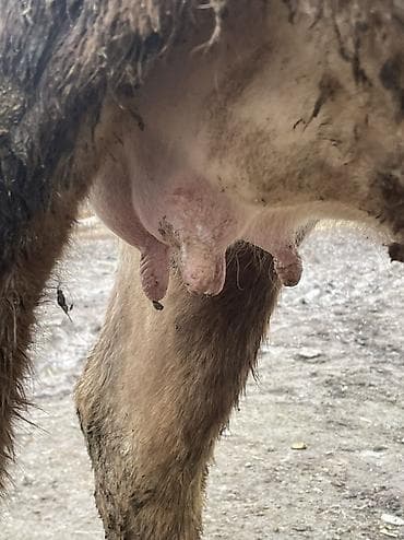 сколько стоит йоркширский терьер: Продаю | Корова (самка) | Швицкая | Для разведения, Для молока — 9