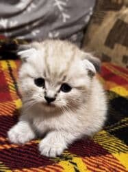 ошейник для кошек: НА БРОНЬ ! Шотландские вислоухие котята 🐱 Мальчик 1,5 месяца — 3