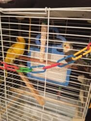 Грызуны: Продам двух попугаев ЦЕНА-7200 Породы- 1)корелла 2)какарик ОБА НЕ — 3