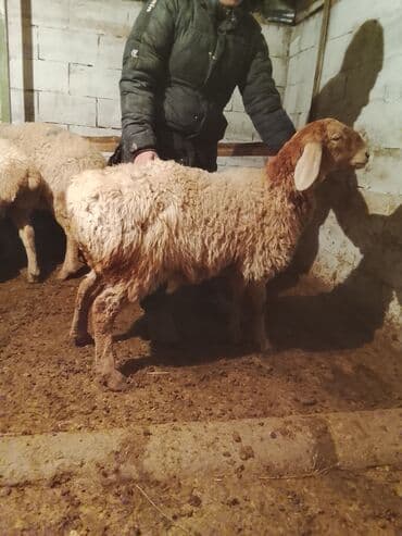 объявления о пропаже животных: Продаю | Овца (самка) | Для разведения | Матка — 1