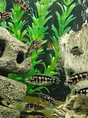 вислоухие котята бишкек цена: Цихлиды-подростки оптом! - бирюзовая акара - голубой дельфин - — 4