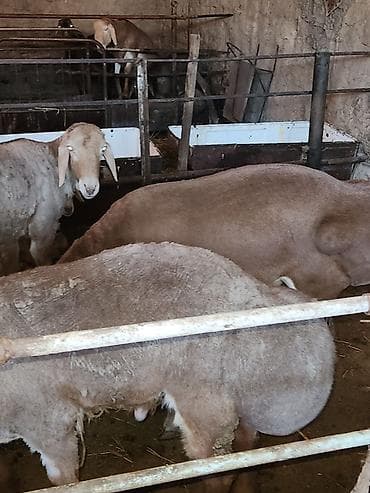 Сатам | Кочкор (эркек) | Көбөйтүү үчүн | Асыл тукумдуу