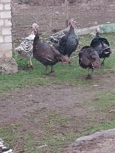 петух бойцовый: Продаю | Индюшка (самка) | Для разведения — 5