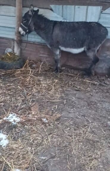 седло для осла: Эшек САТЫЛАТ баасы болгону 6500 сом деп атат балдарыныздага алып берем — 4