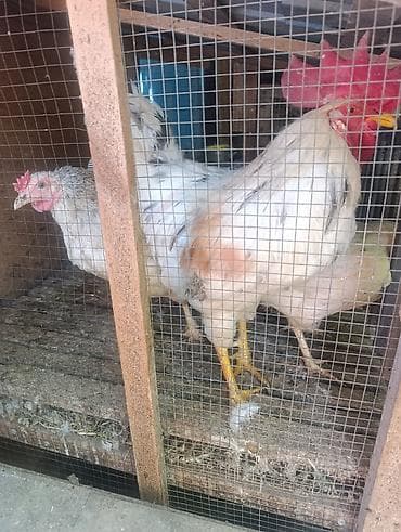 цыплята гриз бар фото: Продаю | Куры | Домашняя | Для разведения — 1